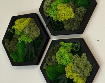 May include: Three hexagonal wall decor pieces with black frames and a variety of green and yellow preserved moss inside.