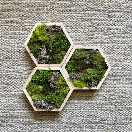 Moss Wall Green Wall Art Preserved Moss Moss Wall Art Etsy Canada