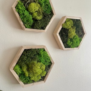 Moss Wall Art | Honeycomb Moss Decor | Single to Set of Twelve | Wood Hexagon  | Green Meadow Reindeer Moss