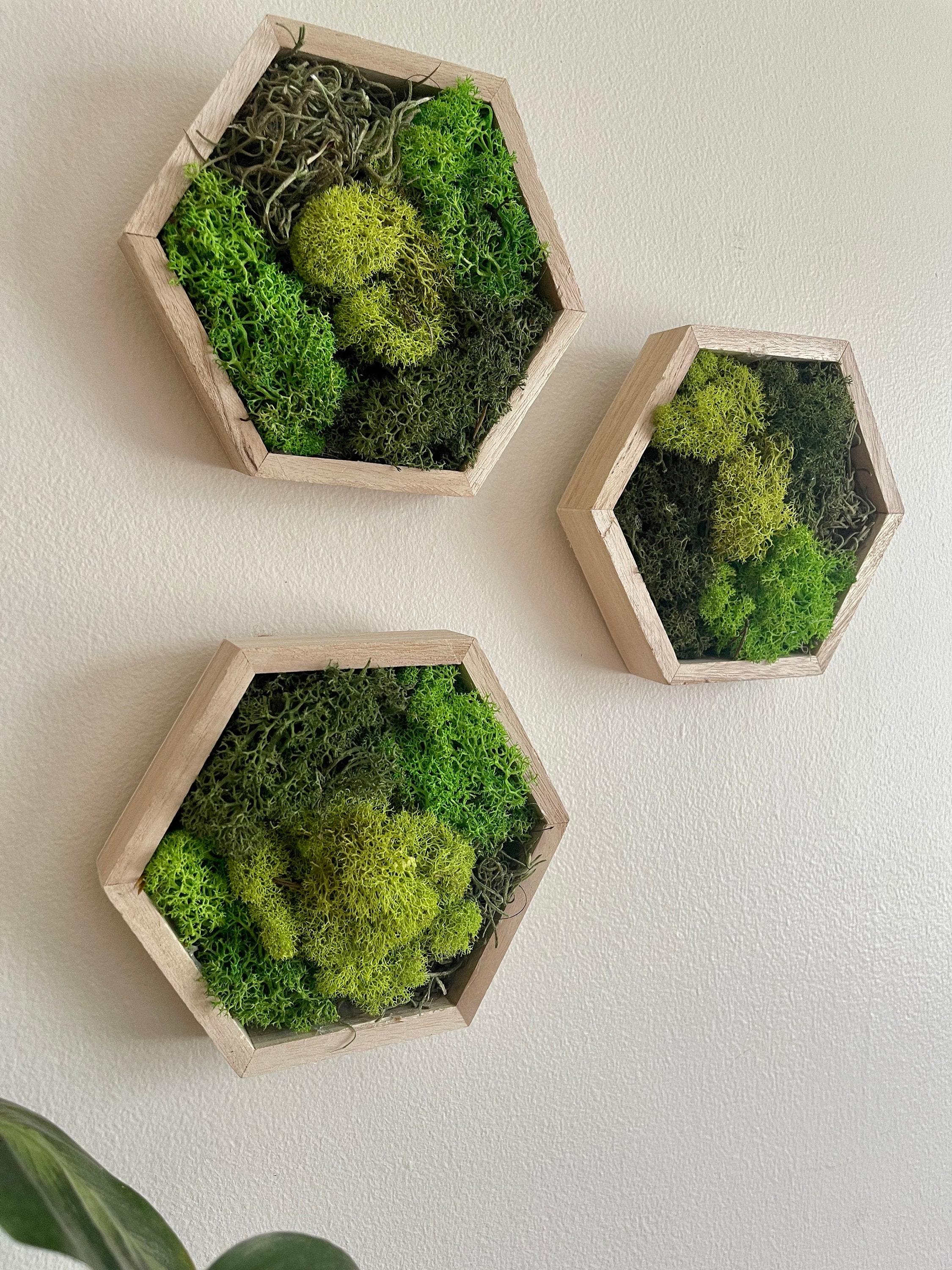 Moss Wall Art | Honeycomb Moss Decor | Single to Set of Twelve | Wood Hexagon | Green Meadow Reindeer Moss