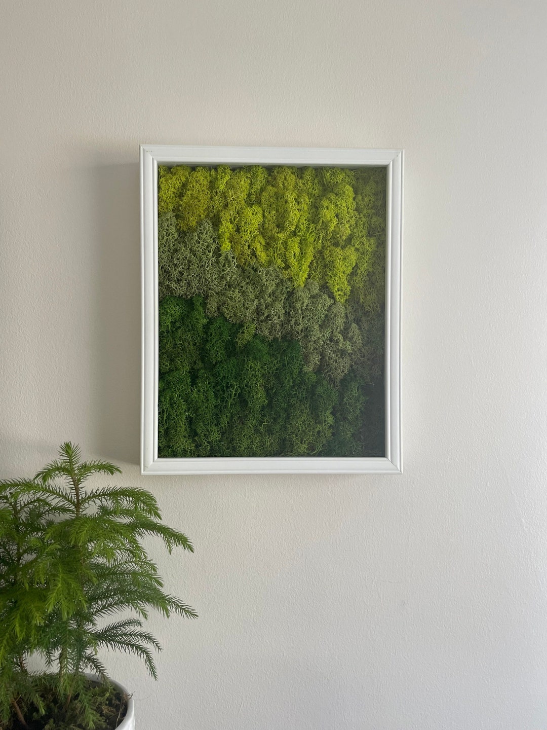Moss Wall Art Preserved Moss Art Framed moss Wall Hangings Etsy