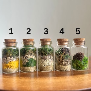 Mini Moss Terrarium | Reindeer Moss | Preserved Sheet Moss | Pole Moss | Rocks | Nature | Gift | Glass Terrarium | Nature Gift |