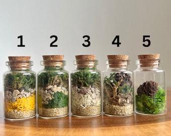 Mini Moss Terrarium: Preserved Reindeer Moss, Nature Gift | USA ORDERS - Tariffs/Duties Prepaid