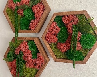May include: Three hexagonal wall decor pieces with a wooden frame and a variety of preserved moss and greenery inside. The moss is in shades of green and red.