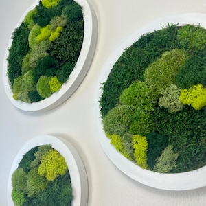 Moss Wall Art Circle | Preserved Moss Art Framed | Moss Wall Decor | Moss Circle Wall | Green Reindeer Moss Pole Moss Sheet Moss | Gift