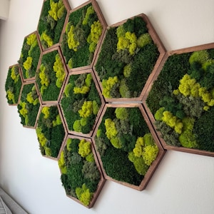 May include: A wall-mounted artwork composed of several hexagonal wooden frames. Each frame is filled with preserved moss in varying shades of green and yellow. The moss provides a textured, natural look. The frames are fixed to a white wall.