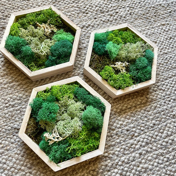Moss Wall Art  | Honeycomb Moss Single to Set of Twelve  |  Home  Decor  | Wood Hexagon  | Green Grass, Mint, Teal and Beige