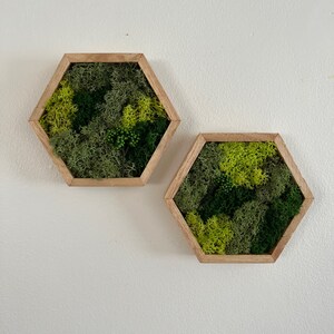 May include: Two hexagonal wooden frames with green and yellow preserved moss inside. The frames are mounted on a white wall.