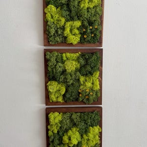 Moss Wall Art | Moss Decor | Single to Set of Six 5" x 5" or 8" x 8" | Wood Square Frame | Preserved Moss | Live Moss | Green | Mothers Day