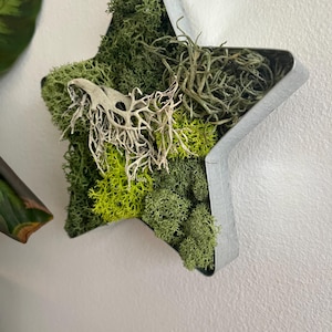 May include: A metal star-shaped planter filled with preserved moss and dried foliage. The planter has a rustic, galvanized finish and is perfect for adding a touch of greenery to any space.