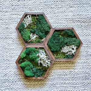 Moss Wall Art | Preserved Moss Decor | Single to Set of Twelve | Wood Hexagon  | Green and Brown