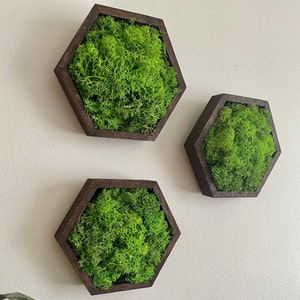 Moss Wall Art | Honeycomb Moss Decor | Single to Set of Twelve | Wood Hexagon  | Green Green Grass of Home