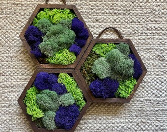 Moss Wall Art | Honeycomb Moss Trio | Home Decor | Wood Hexagon | Green and Purple Reindeer Moss