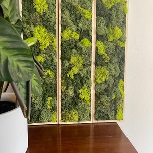 May include: Three rectangular wooden frames with preserved green and yellow moss inside. The frames are arranged horizontally and are mounted on a wall.