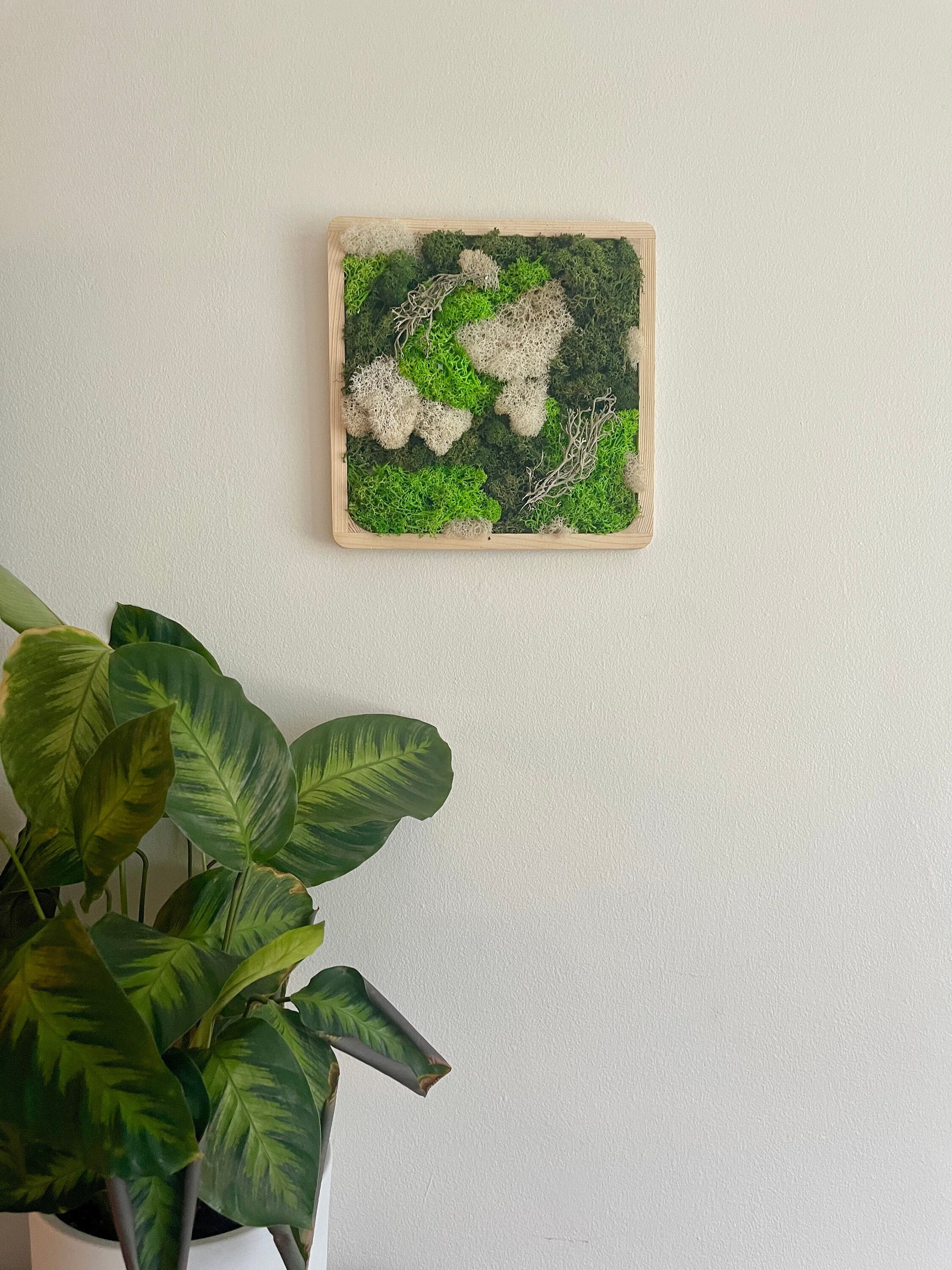 Moss Wall Art Preserved Moss Art Framed Moss Square Wood Etsy UK