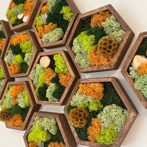 Moss Wall Art | Honeycomb Moss Single to Set of Twelve | Wood Hexagon | Reindeer & Sheet Moss | Moss Wall Art | Wood Scabiosa Bark | Unique