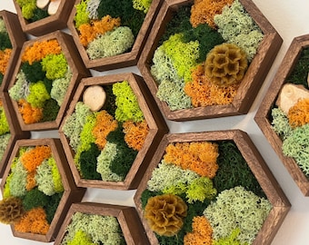 Moss Wall Art | Honeycomb Moss Single to Set of Twelve | Wood Hexagon | Reindeer & Sheet Moss | Moss Wall Art | Wood Scabiosa Bark | Unique