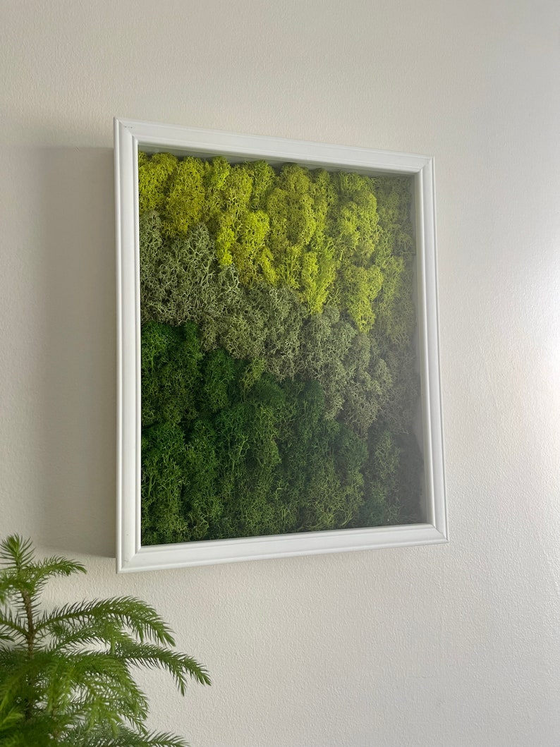 Moss Wall Art Preserved Moss Art Framed moss Wall Hangings Etsy