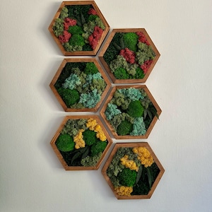 Moss Wall Art Decor | Handmade Wood Hexagon | Single Set to Six (9”x 8" each) | Preserved Lichen Moss, Pole Moss, Sheet Moss & Fern
