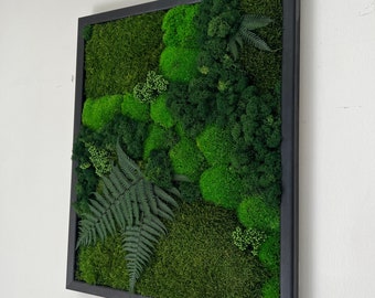 Moss Wall Art | Preserved Moss Framed | Moss Wall Decor | Pole Moss Sheet Moss and Fern with Reindeer Moss