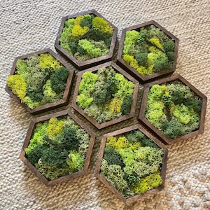 Moss Wall Art | Preserved Moss Wall Decor | Honeycomb Moss Art | Set of One to Twelve | Wood Hexagon | Green