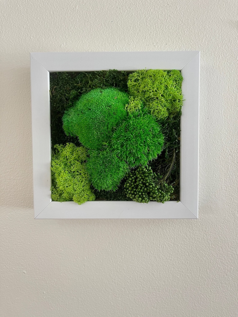 Moss Wall Decor Green Wall Art Preserved Moss Moss Wall Etsy Canada