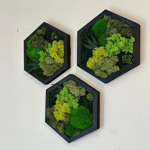 Moss Wall Art Decor | Handmade Wood Hexagon | Single Set to Six (8" x 9" or 10” x 11.6”) | Preserved Lichen, Pole, and Sheet Moss & Fern