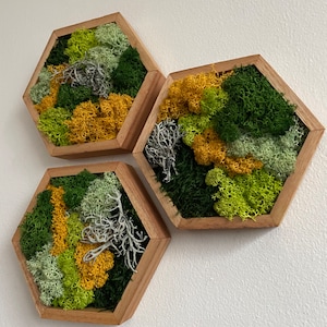 Moss Wall Art | Honeycomb Moss Single to Set of Twelve | Wood Hexagon | Reindeer and Sheet Moss | Moss Wall Art |  Unique Gift