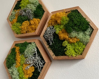 Moss Wall Art | Honeycomb Moss Single to Set of Twelve | Wood Hexagon | Reindeer and Sheet Moss | Moss Wall Art |  Unique Gift