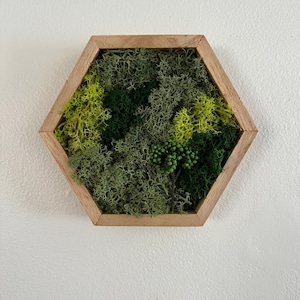 May include: A hexagonal wooden frame with a variety of preserved green moss inside. The moss is arranged in a natural, organic pattern.