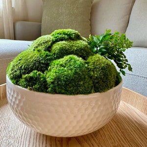 May include: A white ceramic bowl with a textured surface filled with green moss and a sprig of green foliage.