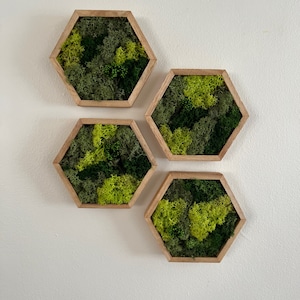May include: Four hexagonal wooden frames with preserved moss inside. The frames are arranged in a staggered pattern on a white wall. The moss is a mix of green and light green.