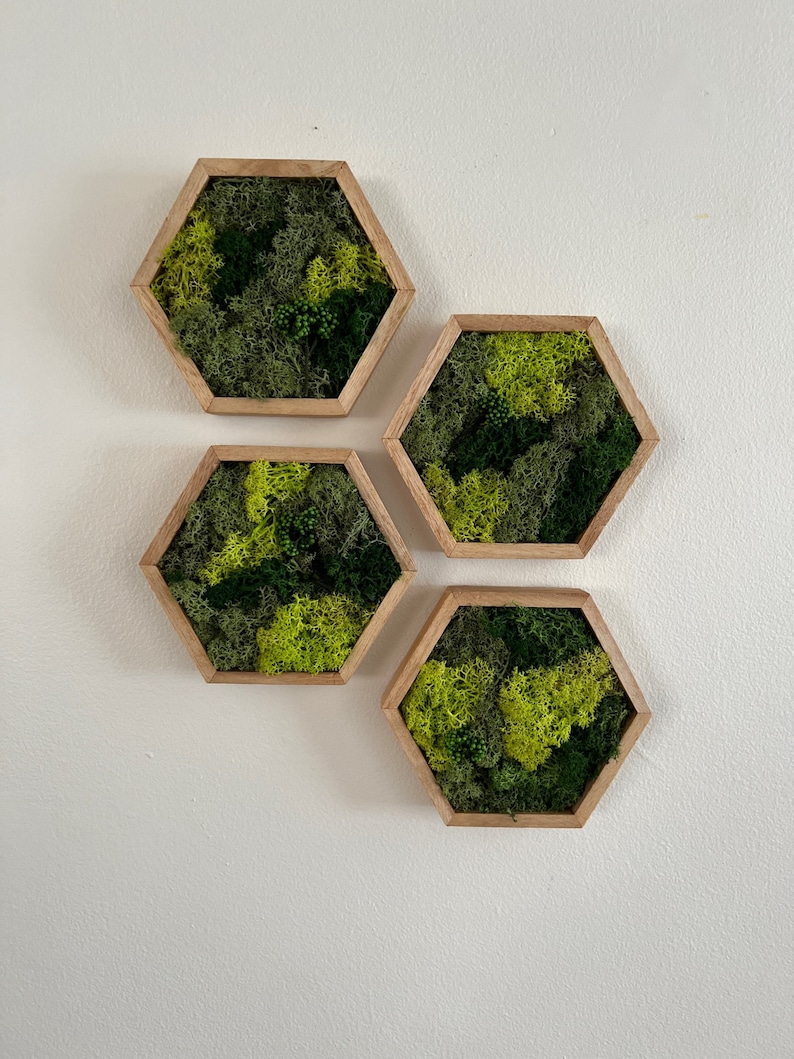 May include: Four hexagonal wooden frames with preserved moss inside. The frames are arranged in a staggered pattern on a white wall. The moss is a mix of green and light green.
