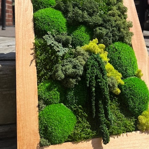 Moss Wall Art | Preserved Moss Framed | Moss Wall Decor | Rectangle Frame | Green Mountains Reindeer Moss