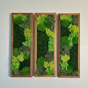 Moss Wall Art | Preserved Moss Art Framed | Moss Wall Decor | Moss Wall Sets | Rectangle Single to Six Set | Green Reindeer Moss Pole Moss