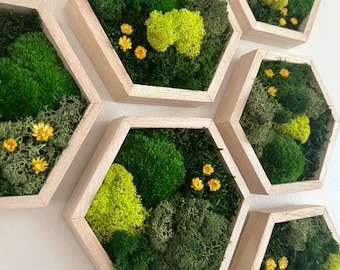 May include: A set of six hexagonal wall decor pieces featuring preserved moss and small yellow flowers in a natural wood frame.