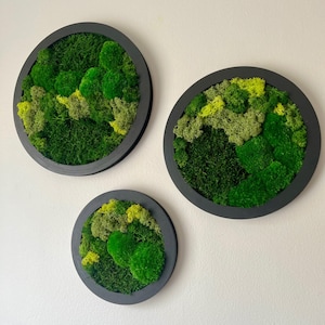 Moss Wall Art Circle | Preserved Moss Art Framed | Moss Wall Decor | Moss Circle Wall | Green Reindeer Moss Pole Moss Sheet Moss | Gift