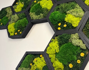 May include: A wall art piece made of moss and small yellow flowers in hexagonal frames. The frames are black and the moss is a mix of green and yellow.