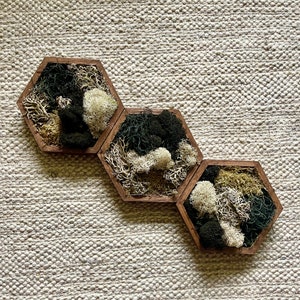 Moss Wall Art  | Honeycomb Moss  |  Home Decor  | Wood Hexagon  | Brown Beige Black Reindeer Moss