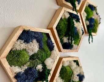 May include: A collection of five hexagon-shaped wall art pieces. Each wooden frame holds a vibrant arrangement of preserved moss in shades of green, blue, and white. Some pieces have trailing greenery, creating a natural, textured display.
