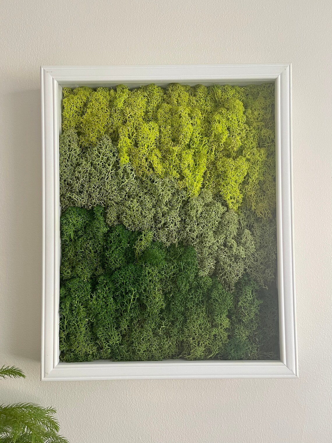 Moss Wall Art Preserved Moss Art Framed moss Wall Hangings Etsy