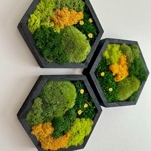 Moss Wall Art Honeycomb | Four Sizes, 5 x 6", 8 x 9", 10 x 11 1/2" or 12 x 13 3/4" | Wood Hexagon | No Tariffs on USA Orders