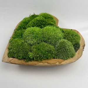 SALE Zen Concrete Handmade Moss Bowl Terrarium Centerpiece  Terrarium  centerpiece, Moss centerpieces, Large bowl centerpiece