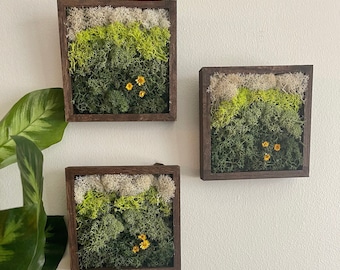 Moss Wall Art | Preserved Moss Art Framed | Square Wood Shadowbox | Set of One to Six | Green Yellow and White Reindeer Moss