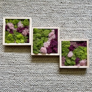 Moss Wall Art | Preserved Moss Art Framed | Square  | Green and Pink