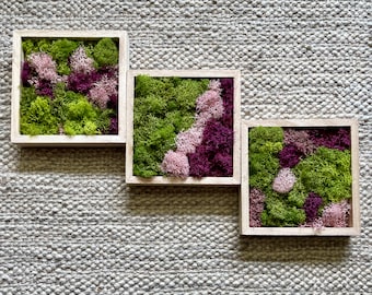 Moss Wall Art | Preserved Moss Art Framed | Square  | Green and Pink
