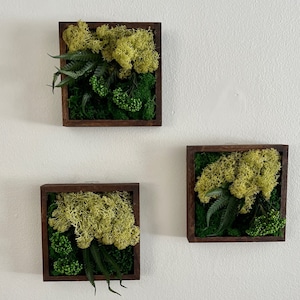 Preserved Moss Wall Art: Square Wood Shadowbox with Reindeer Moss & Fern | USA - TARIFF FREE