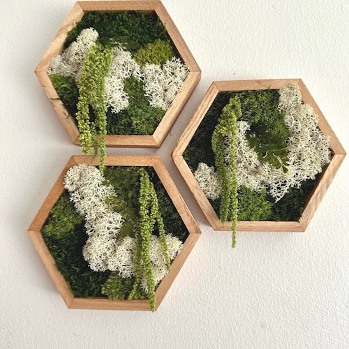 Decoración de pared de musgo con diseño de panal / Cinco tamaños: 5" x 6", 8" x 9", 10" x 11 1/2", 12" x 13 3/4" o 14" x 16" / Hexágono de madera /