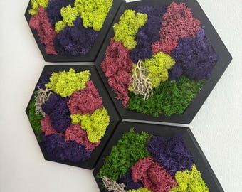 Honeycomb Moss Wall Art | Preserved Reindeer And Sheet Moss, Wood Hexagon Frame USA ORDERS - Tariffs/Duties Prepaid
