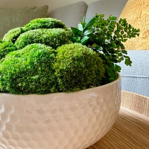 May include: A white ceramic bowl with a textured surface, filled with green moss and a fern plant.